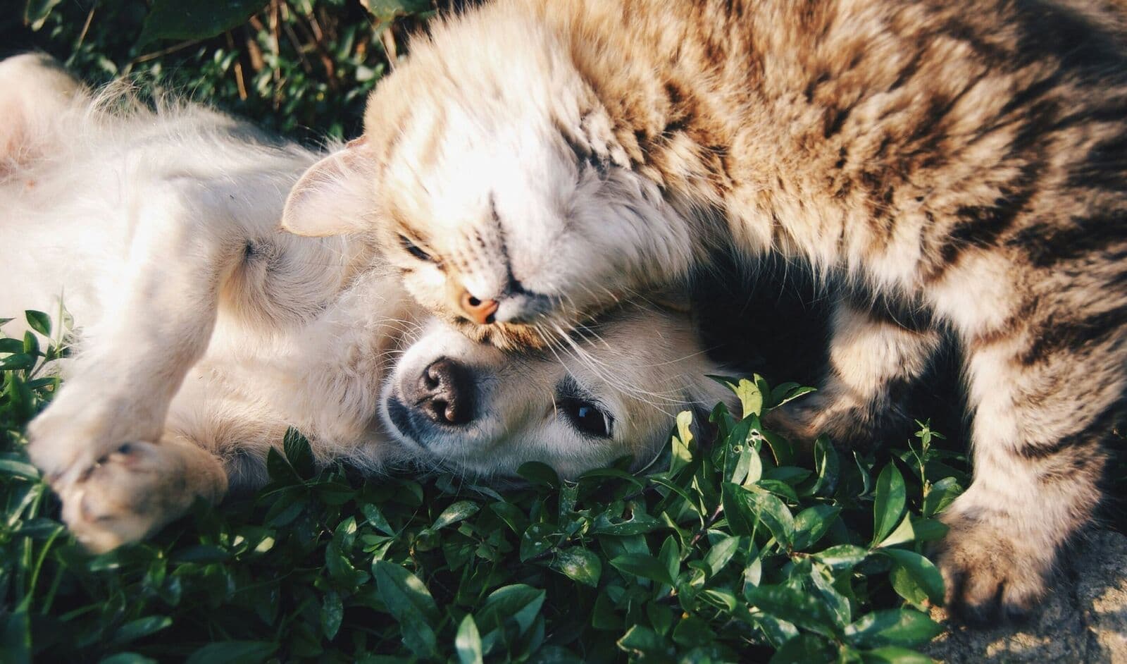 Un chat et un chien se blottissent l'un contre l'autre dans l'herbe